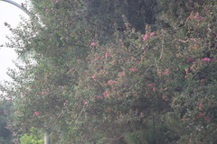 Magnoliopsida