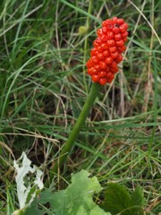 Arum cylindraceum