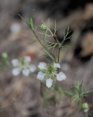 Nigella arvensis