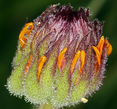 Raillardella pringlei