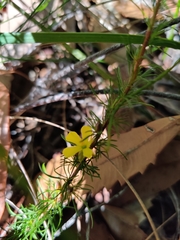 Hibbertia fasciculata