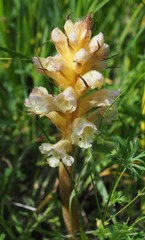 Orobanche lutea