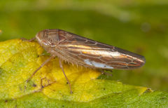 Chlorotettix lusorius