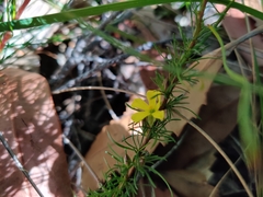 Hibbertia fasciculata