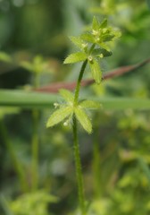 Cruciata pedemontana