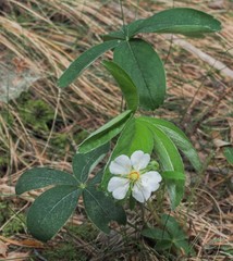 Potentilla alba