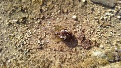 Cryptotympana facialis