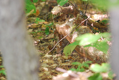 Troglodytes hiemalis