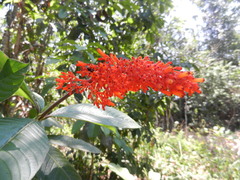 Palicourea triphylla