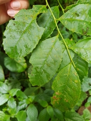 Ilex lamprophylla image