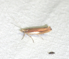Ypsolopha parenthesella