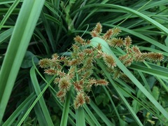 Cyperus ligularis
