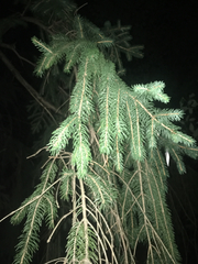 Picea