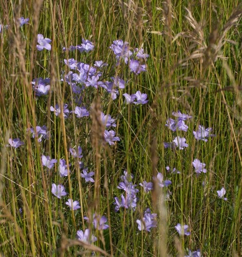 Linum hirsutum (Linum hirsutum)