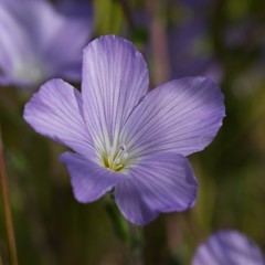 Linum hirsutum