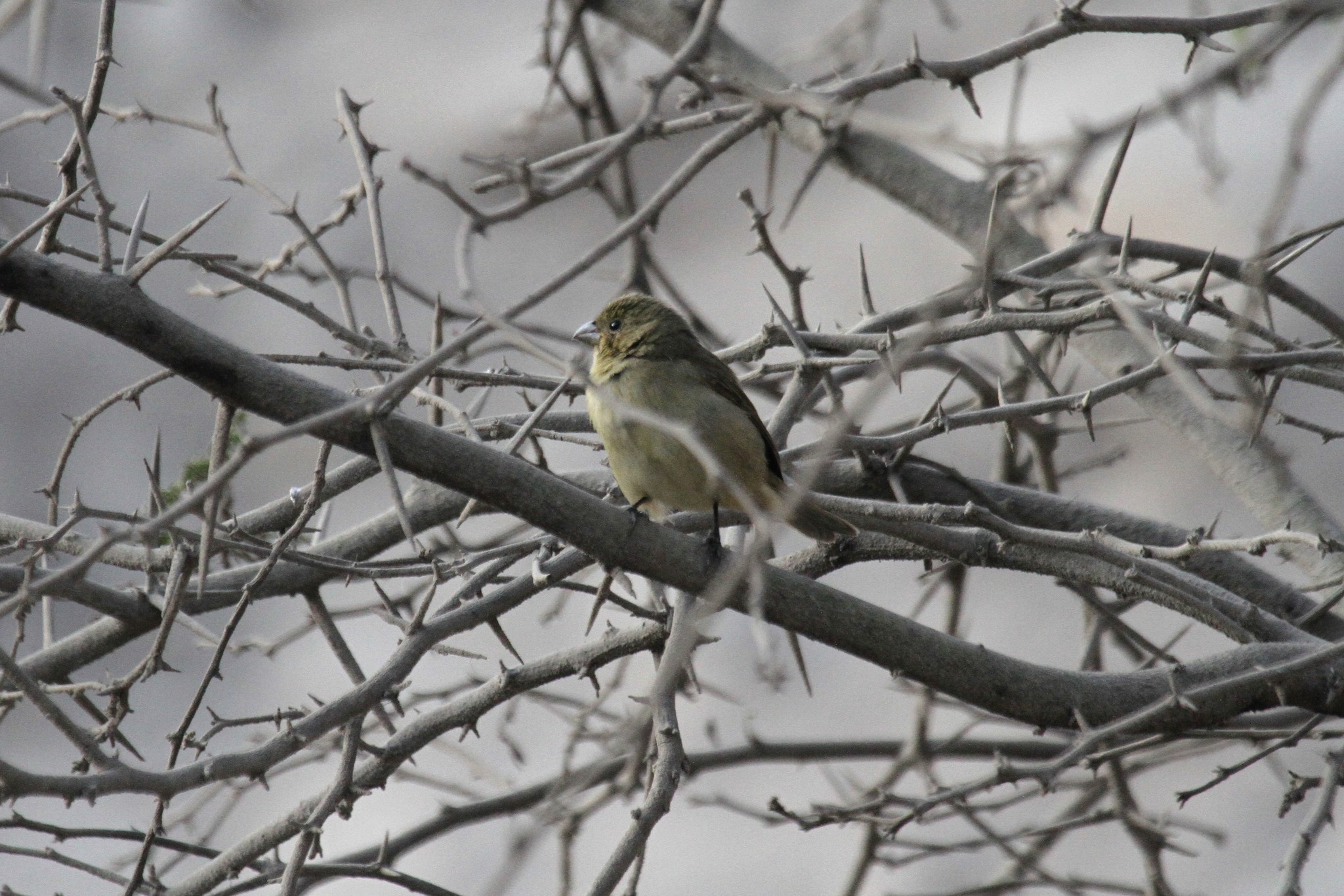 Drab Seedeater (Sporophila simplex), photo 9