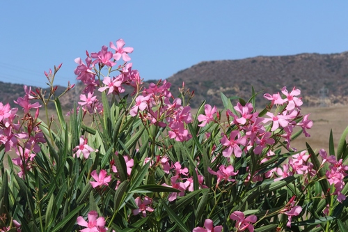 Nerium oleander