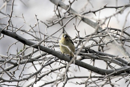 Drab Seedeater (Sporophila simplex), photo 10