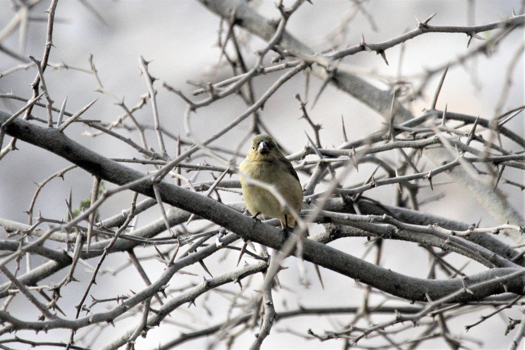 Drab Seedeater (Sporophila simplex), photo 10