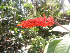 Palicourea triphylla