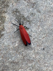 Lycomorpha regulus