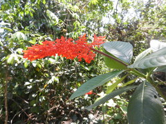 Palicourea triphylla