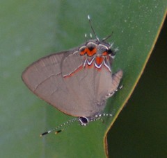 Calycopis isobeon