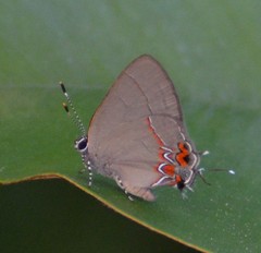 Calycopis isobeon