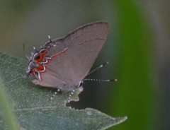 Calycopis isobeon