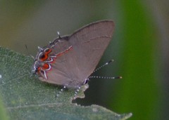 Calycopis isobeon