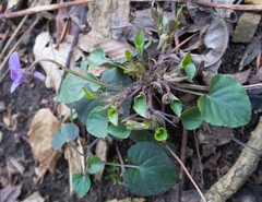 Viola × bavarica