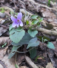 Viola × bavarica