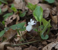 Viola alba alba