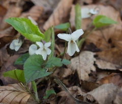 Viola alba alba