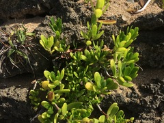 Borrichia arborescens