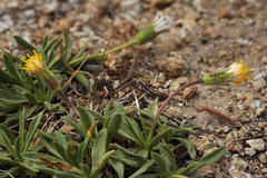 Raillardella scaposa