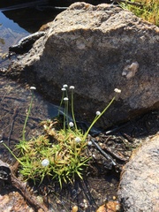 Eriocaulon aquaticum