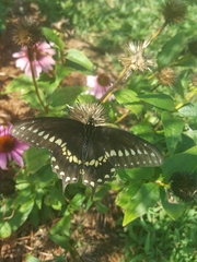 Papilio polyxenes