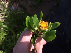 Borrichia arborescens