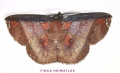 Thysanopyga abdominaria