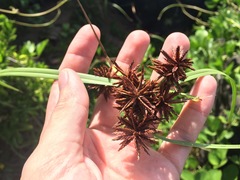 Cyperus planifolius