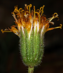 Raillardella scaposa