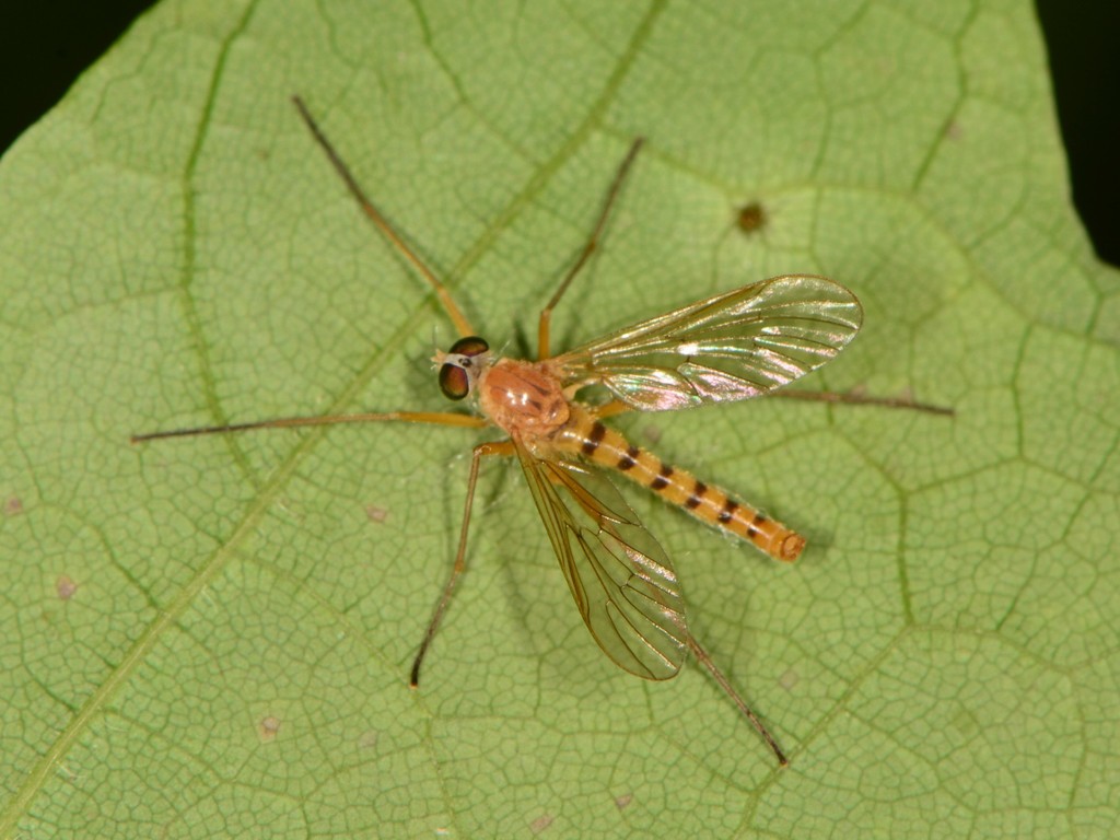 Rhagio gracilis