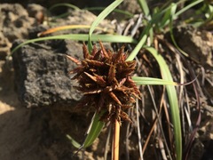 Cyperus planifolius