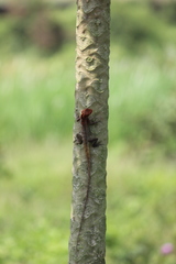 Calotes versicolor