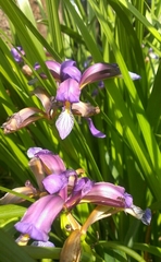 Iris graminea