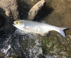 Hiodon alosoides