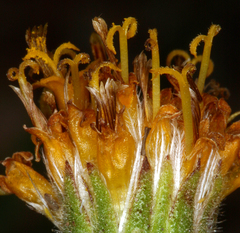 Raillardella scaposa