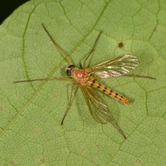 Rhagio gracilis