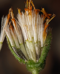 Raillardella scaposa